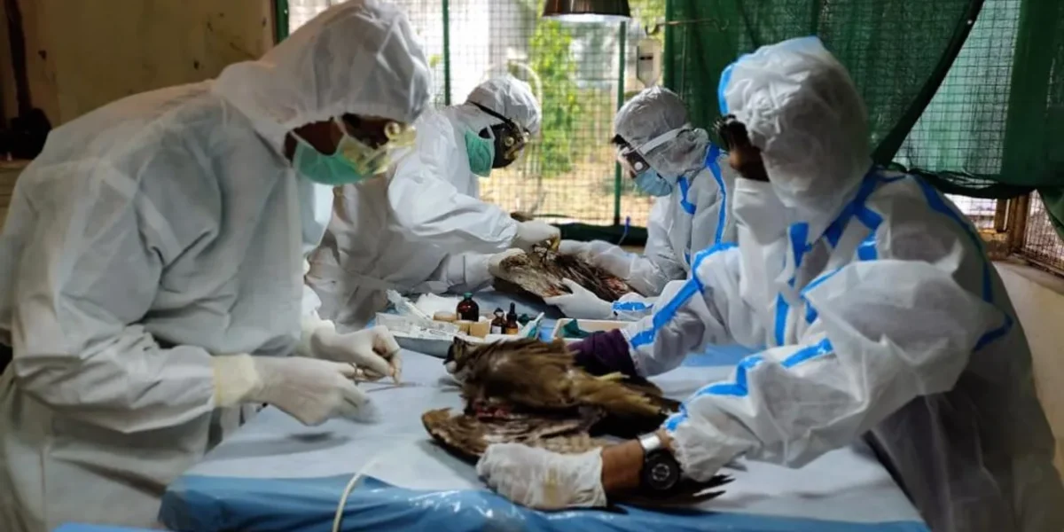 Wing of a gray leg goose cut off and rare horned owl also injured during Uttarayan