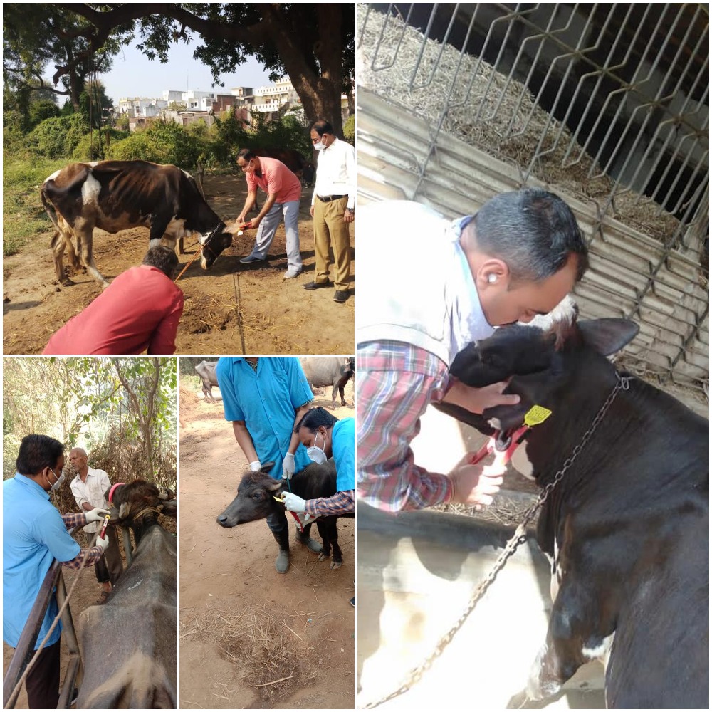 1 lakh animals tagged in Vadodara district under National Animal Disease Control Program