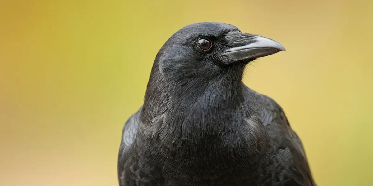 30 crows died instantly in Vasantpura of Savli taluka