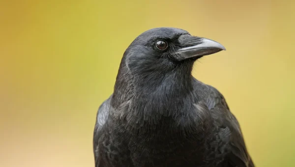 30 crows died instantly in Vasantpura of Savli taluka