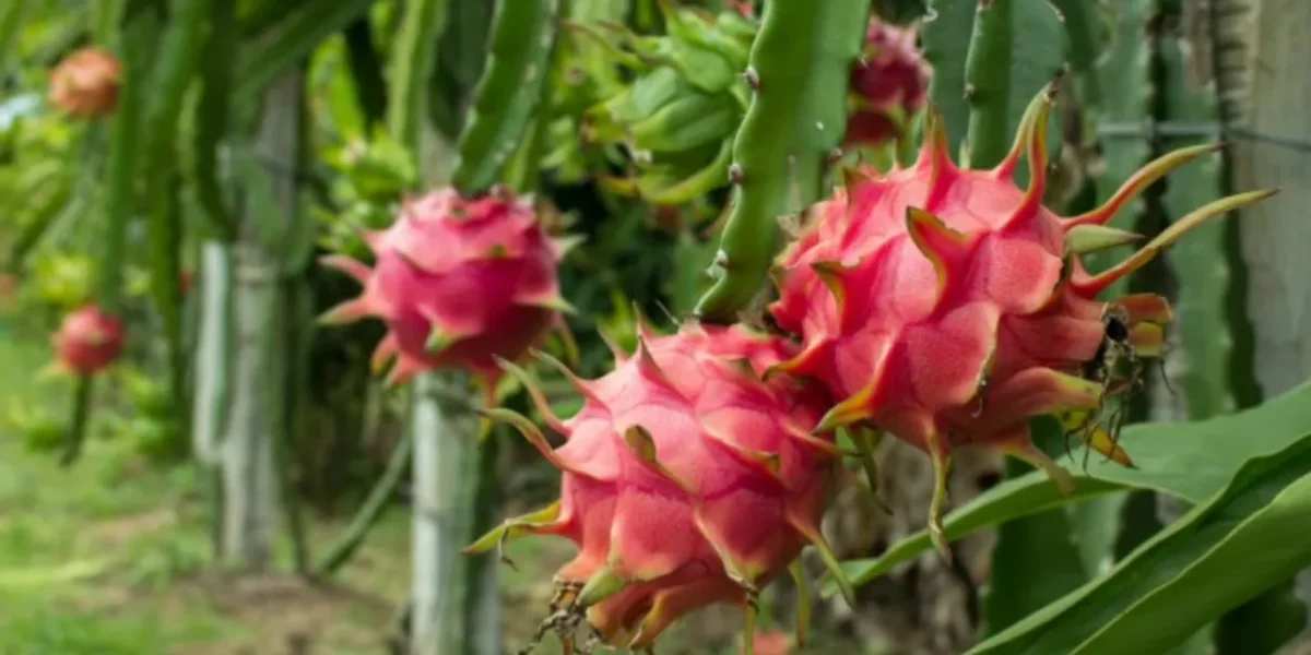 Doubling farmers income through Kamalam fruit cultivation