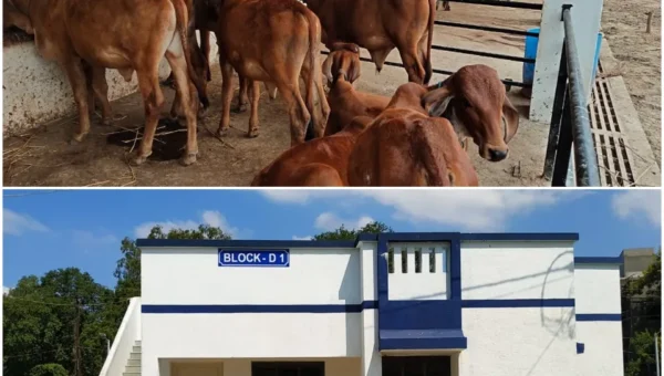 Open Jail and Gaushala Facility at Danteshwar a part of Vadodara Central Jail