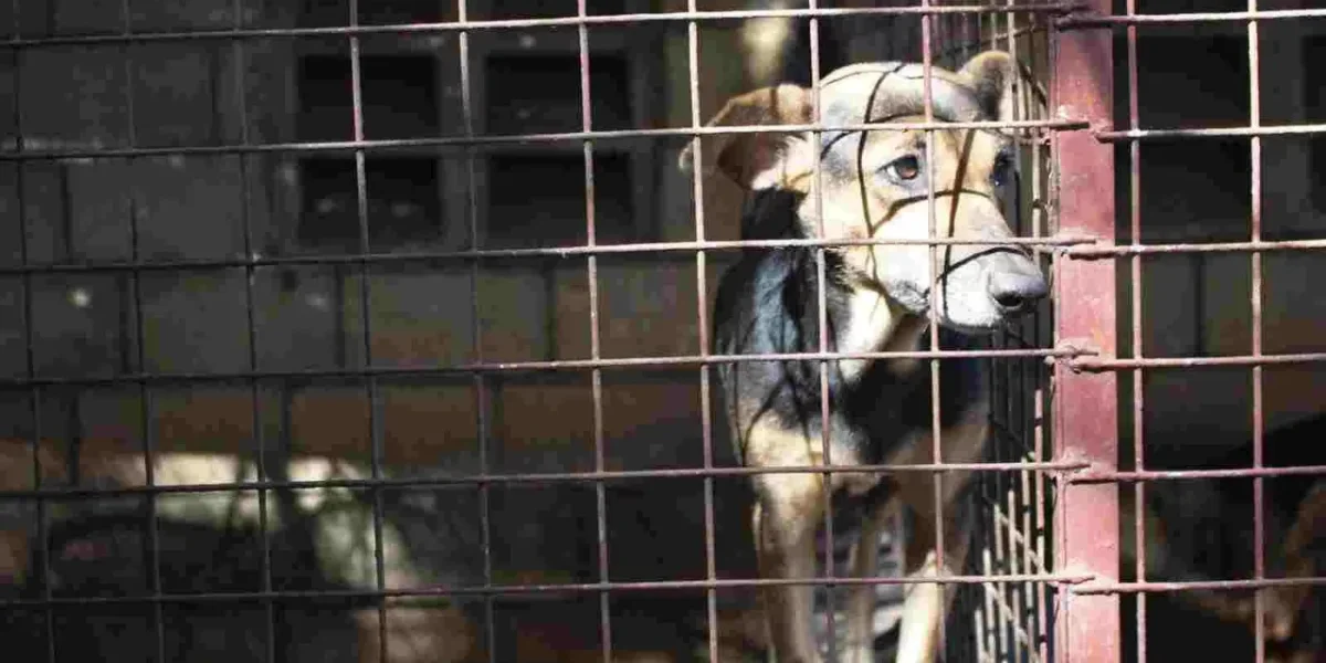 Cruelty to animals may soon cost Rs 75,000 fine, 5 years jail term: Govt