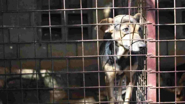 Cruelty to animals may soon cost Rs 75,000 fine, 5 years jail term: Govt