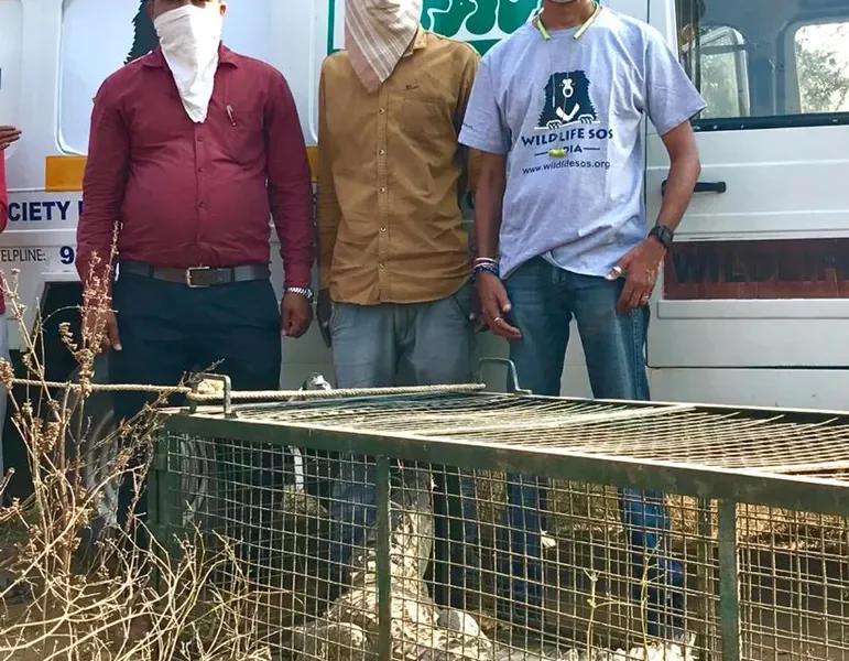 GSPCA and Dabhoi forest department rescued six foot crocodile from Anguthan village lake