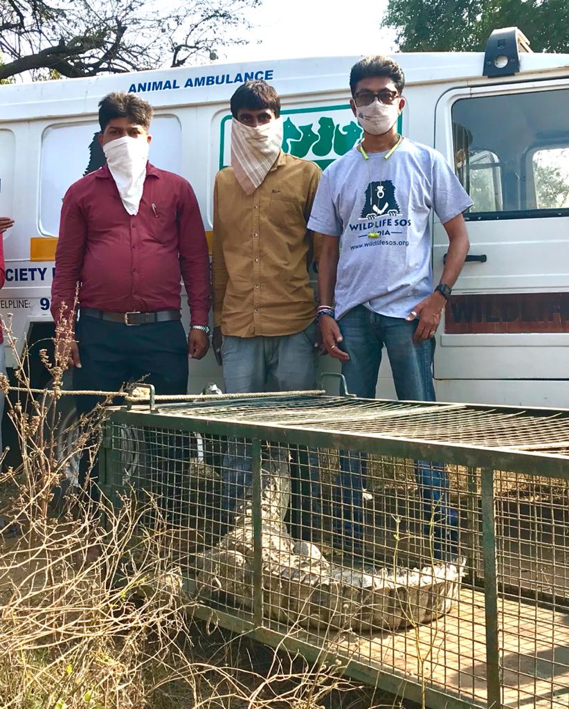 GSPCA and Dabhoi forest department rescued six foot crocodile from Anguthan village lake