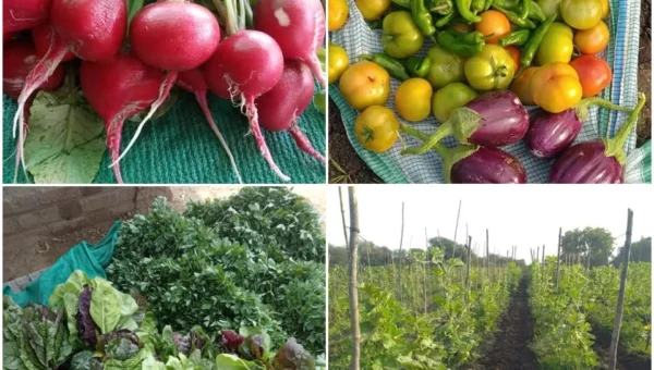 Vanraj Singh of Bavalia in Shinor taluka first time harvested round shaped red radish