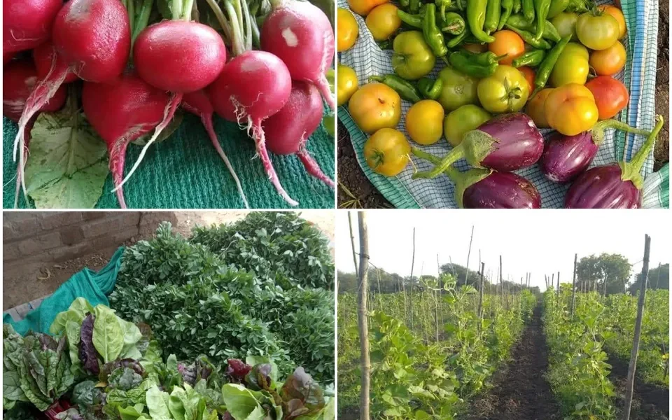 Vanraj Singh of Bavalia in Shinor taluka first time harvested round shaped red radish