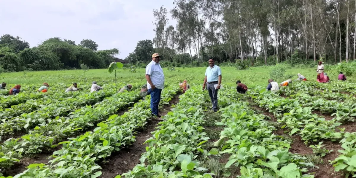 Agro Forestry scheme for farmers with the purpose of cultivating trees with other crops