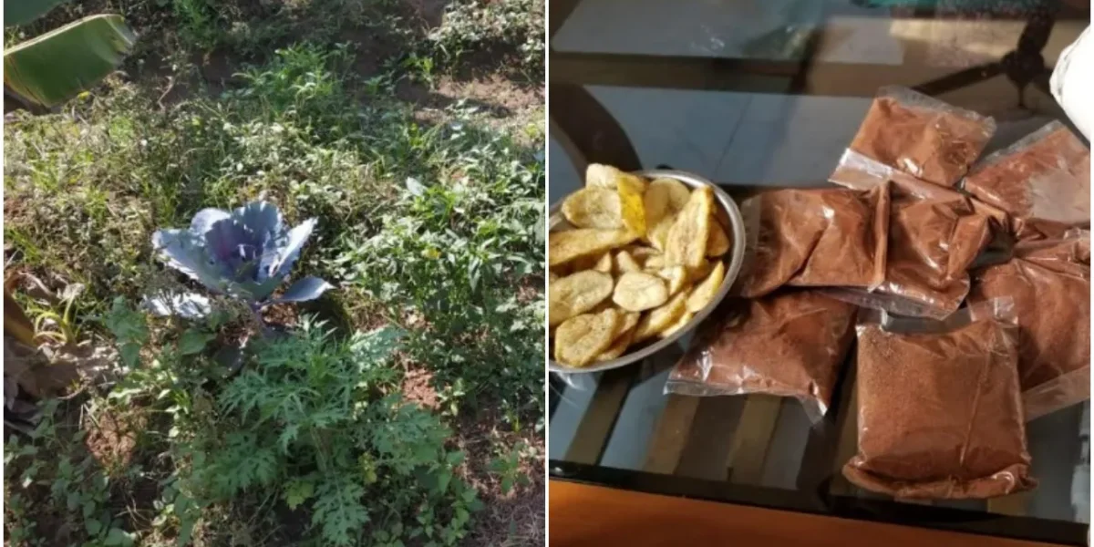 Agri-entrepreneur doing cow based farming made raw banana and local tomato powder