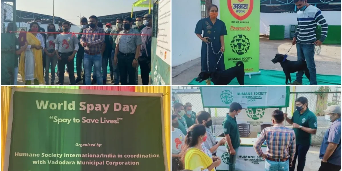 Sterilization drive held in Vadodara for community-owned dogs on World Spay Day