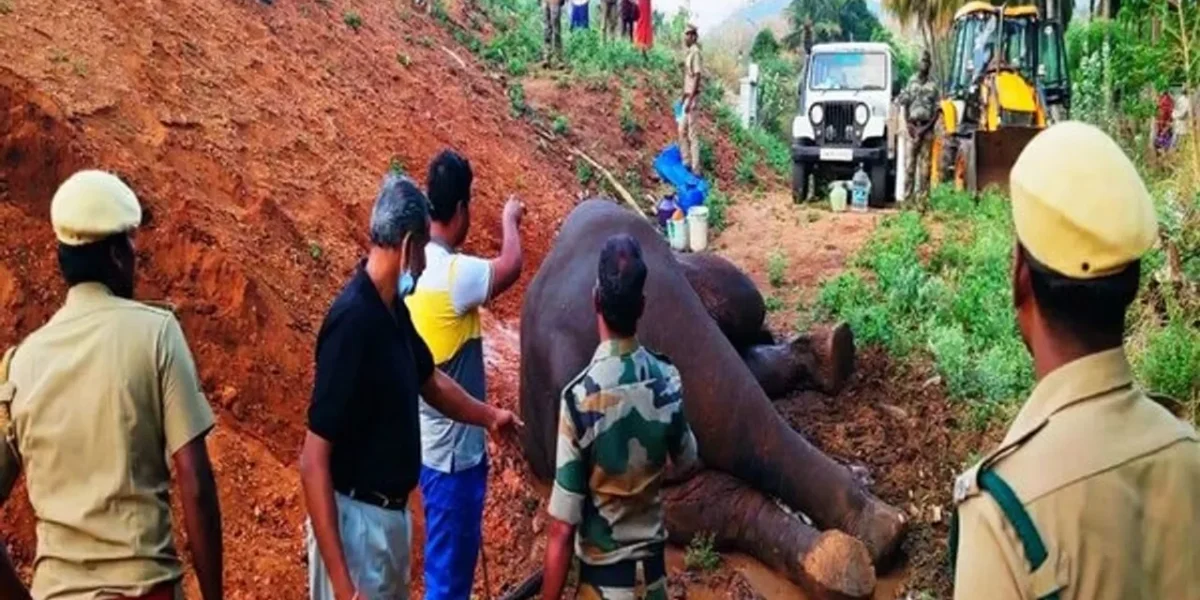 Elephant injured after hit by train in Tamil Nadu