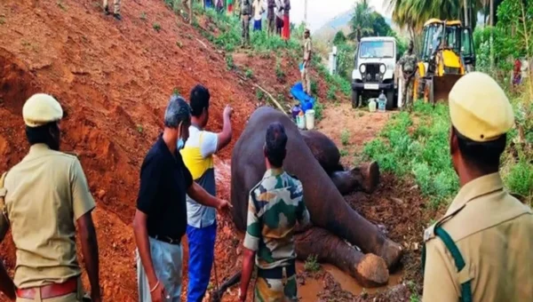 Elephant injured after hit by train in Tamil Nadu