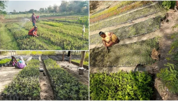 Contribution of Social Forestry Department Vadodara in women empowerment