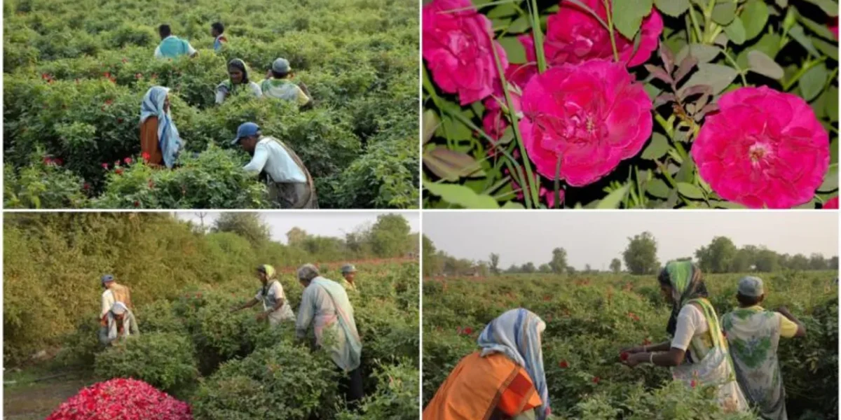 Sayar village in Vadodara district known for Kashmiri and native roses