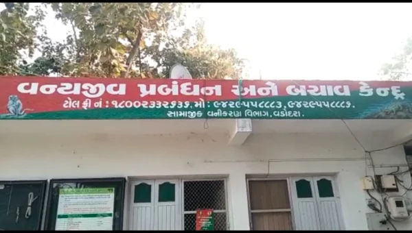 GSPCA and Vadodara forest department caught 10 foot crocodile from near residential area in Karelibaug
