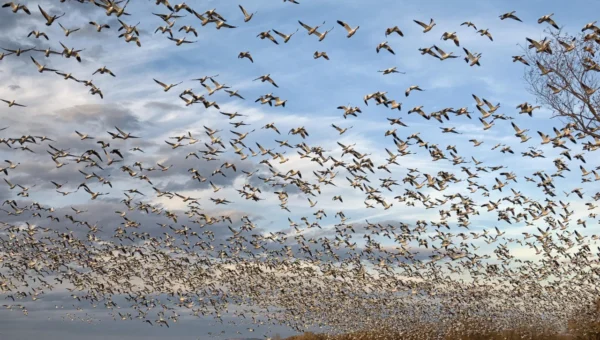 Death of 27 migratory birds leads to Bird Flu scare in Himachal Pradesh
