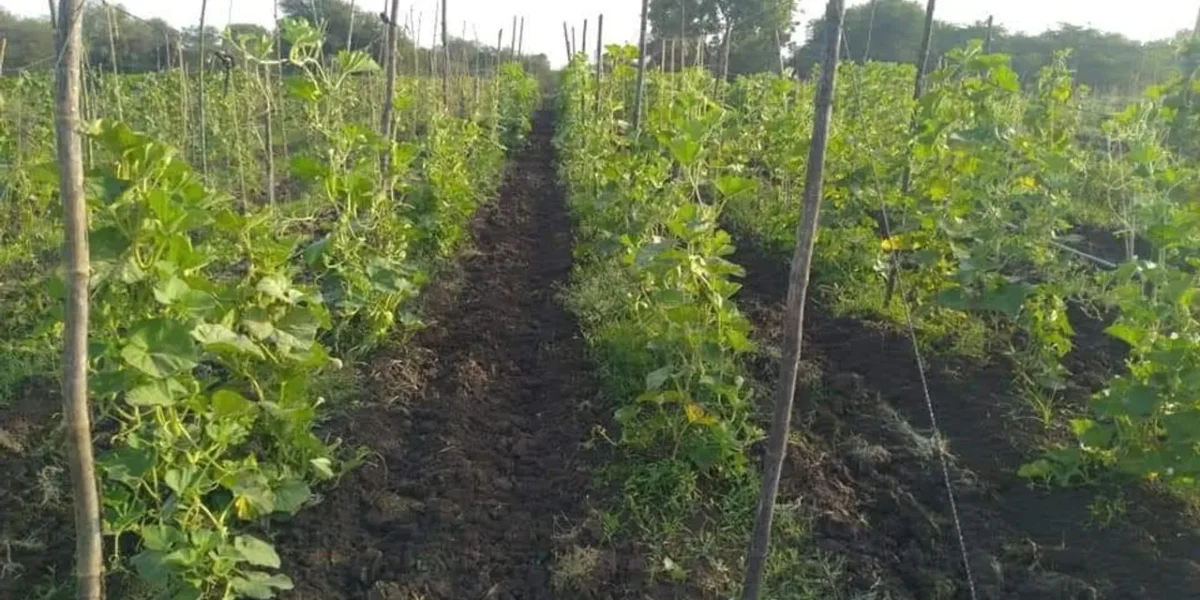 Blinking greenery in scorching summer as farming flourishing in more than 10 thousand hectares of land in Vadodara district