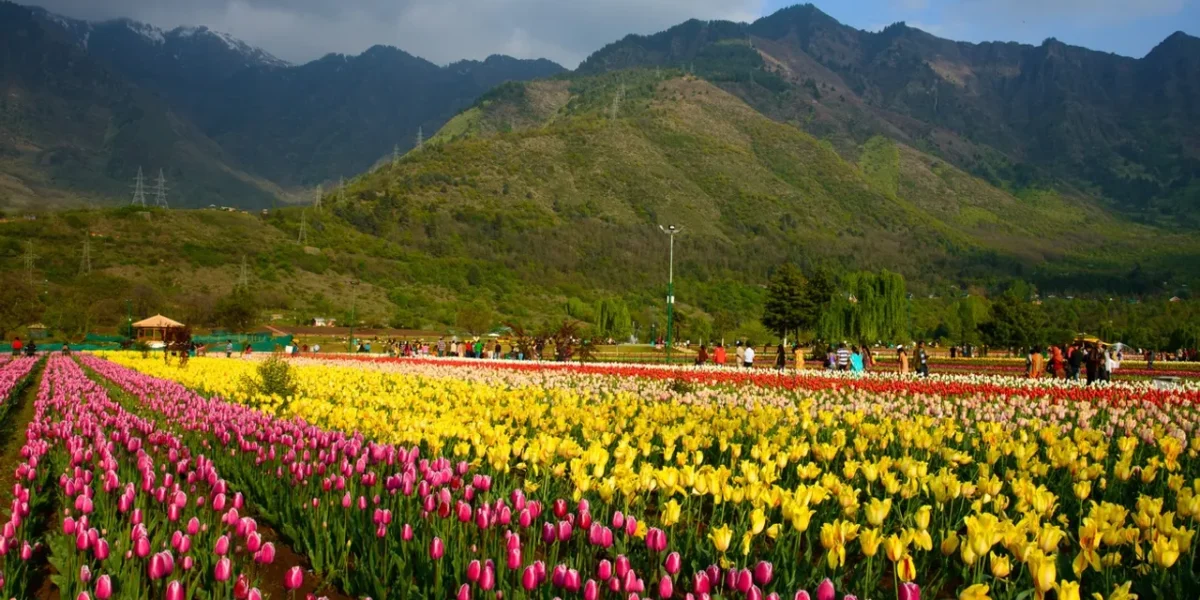 Asia’s Lagrest Tulip Garden in Srinagar set to open for general public, tourists from today