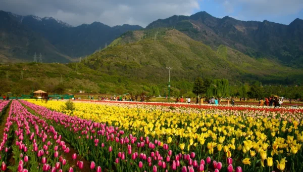 Asia’s Lagrest Tulip Garden in Srinagar set to open for general public, tourists from today