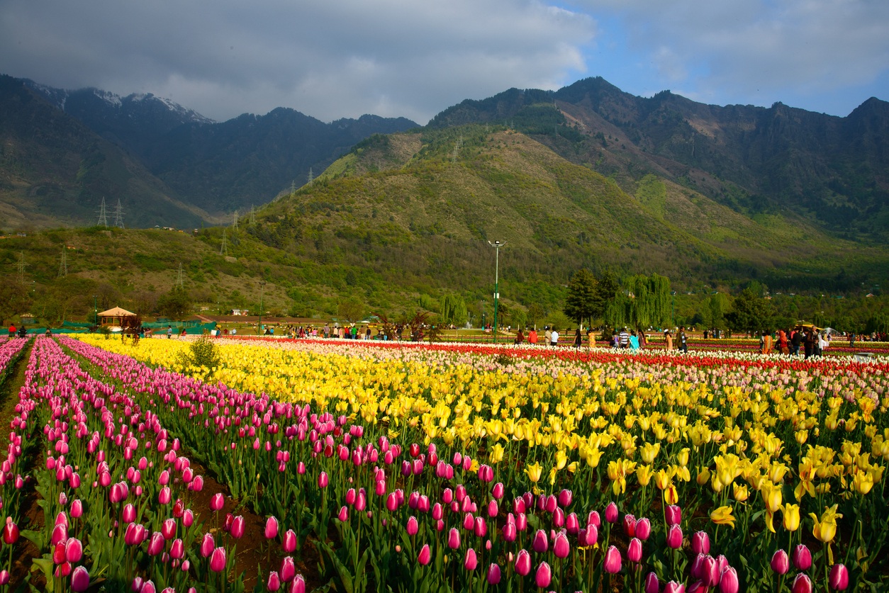 Asia’s Lagrest Tulip Garden in Srinagar set to open for general public, tourists from today