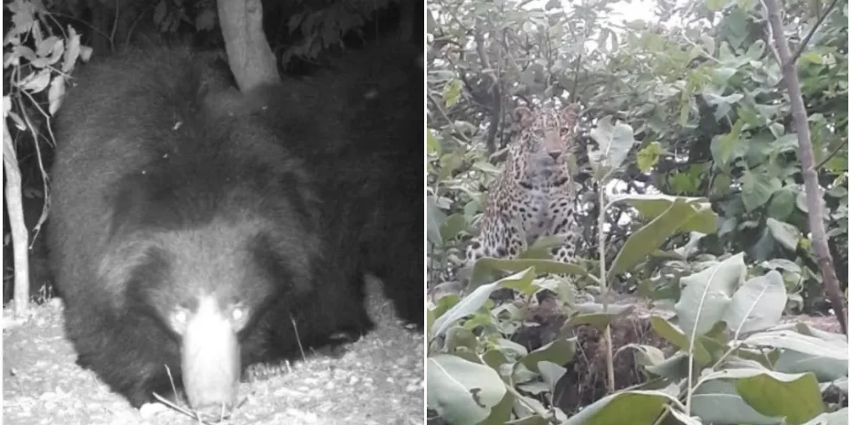 Forests near Vadodara boasts of good population of bears and leopards