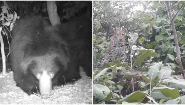 Forests near Vadodara boasts of good population of bears and leopards