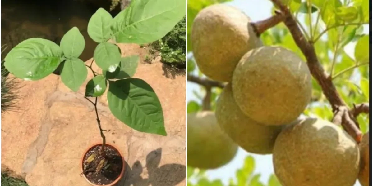 Bilva tree like the green crown of Lord Shiva also gives oxygen and purifies the air during the day and night