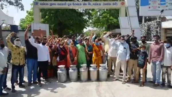 Cattle keepers of Bhavpura Bujeta village outraged by non-payment of milk and closure of their village society