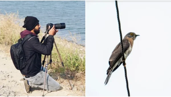 Bird whose chirping was heard in forest of Balaram was seen in Pavagadh