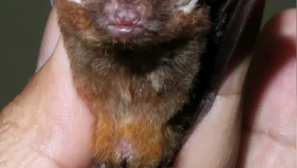 Scientists discover new bamboo-dwelling Bat species in Meghalaya