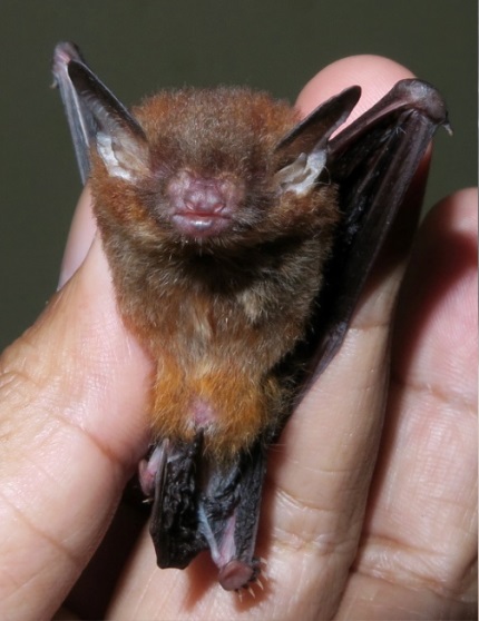 Scientists discover new bamboo-dwelling Bat species in Meghalaya