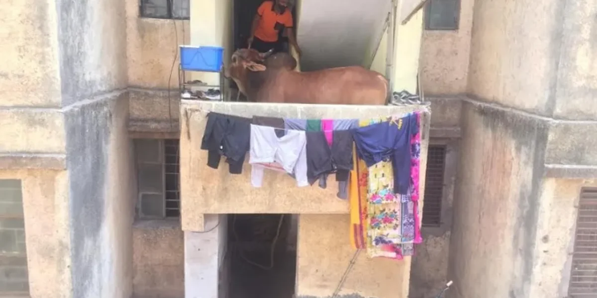 Bull trapped in residential apartment in Vadodara