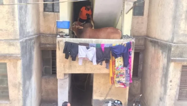 Bull trapped in residential apartment in Vadodara