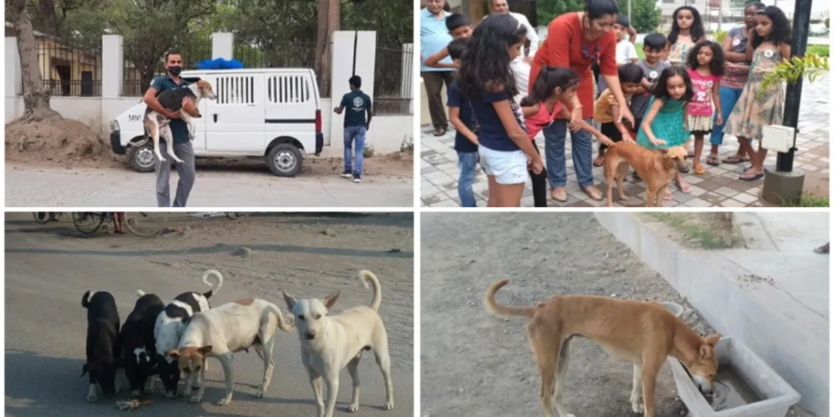 HSI/India shares some ways for better relationship between people and dogs on World Stray Animals Day