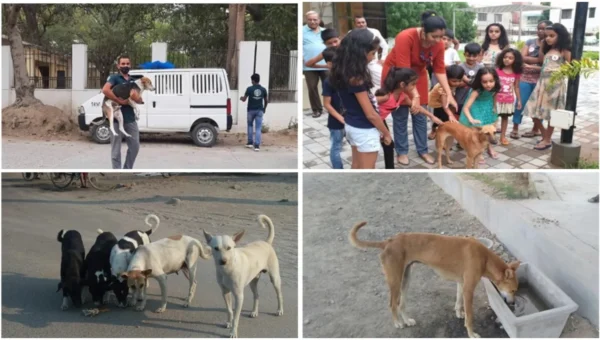 HSI/India shares some ways for better relationship between people and dogs on World Stray Animals Day