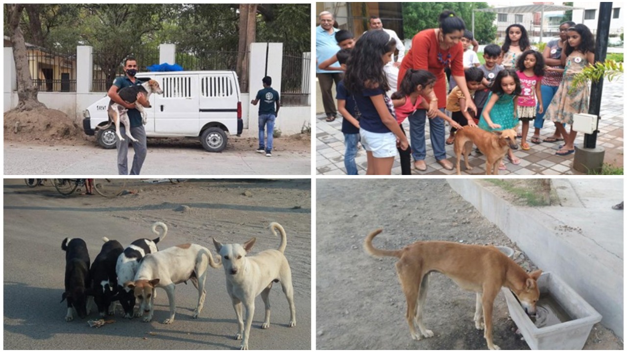 HSI/India shares some ways for better relationship between people and dogs  on World Stray Animals Day