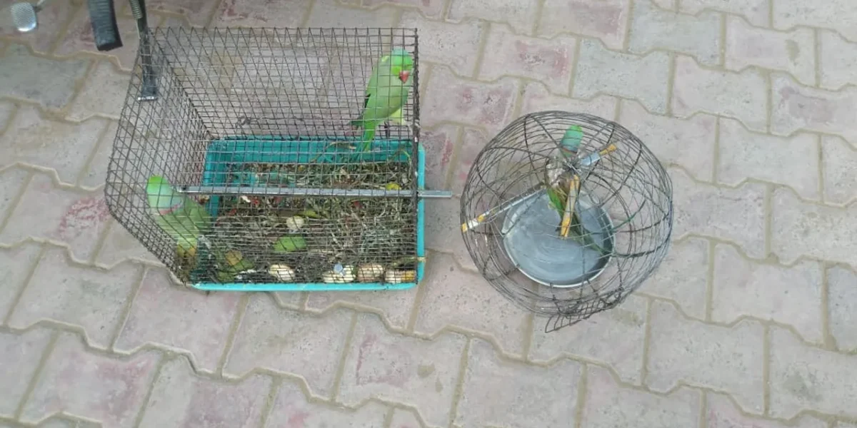 GSPCA and Vadodara forestry department freed 101 animals kept under captivity