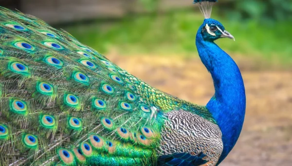 Vadodara Fire brigade operation to rescue peacock goes in vain