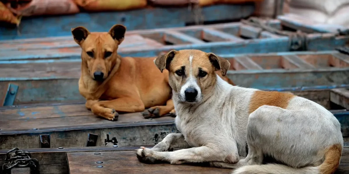 Video of Vadodara resident brutally beating a dog went viral in social media