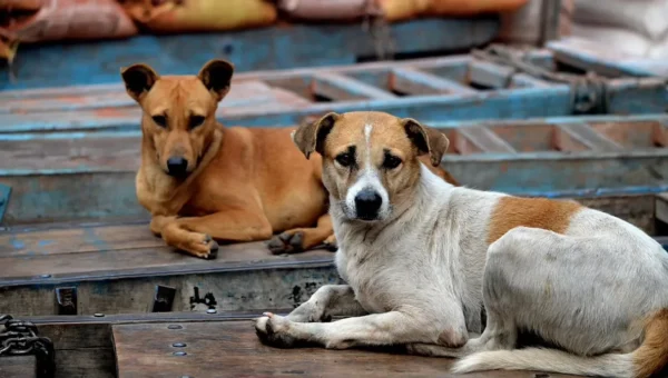 Video of Vadodara resident brutally beating a dog went viral in social media