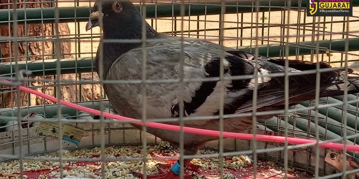 Homar pigeon found in a company in Halol taluka with a tracking device and numbering ring