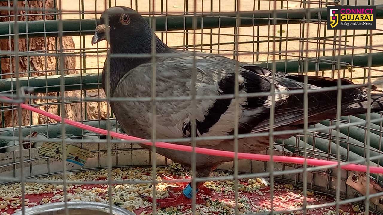 Homar pigeon found in a company in Halol taluka with a tracking device and numbering ring