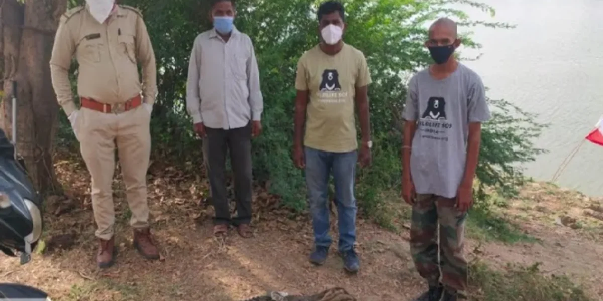 Gujarat SPCA and forest teams caught two crocodiles from two different places in Vadodara city and district