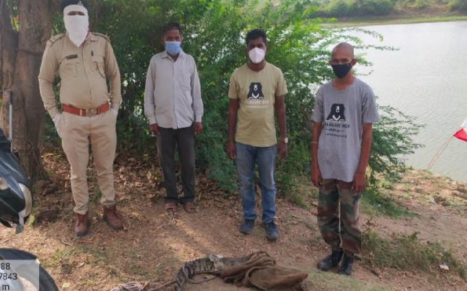 Gujarat SPCA and forest teams caught two crocodiles from two different places in Vadodara city and district