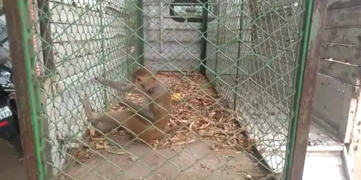 GSPCA and Sankheda forest department team rescued a red face monkey from Rampura village