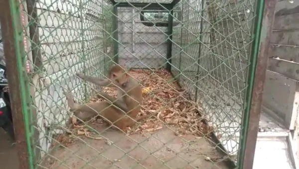GSPCA and Sankheda forest department team rescued a red face monkey from Rampura village