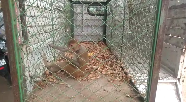 GSPCA and Sankheda forest department team rescued a red face monkey from Rampura village