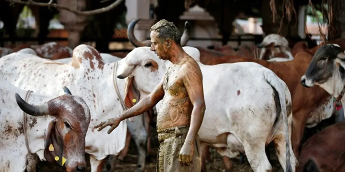 Doctors: ‘Cow Dung Therapy’ can’t beat Covid, may actually trigger Black Fungus