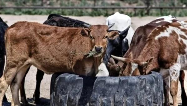 Assam government to introduce Cow Protection Bill to ban export of cattle outside state